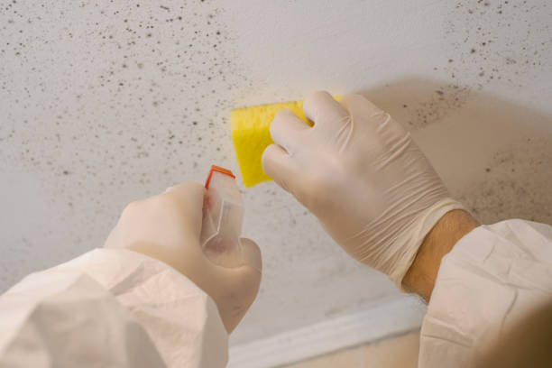Best Environmental Consulting for Mold Prevention  in Clearlake Oaks, CA